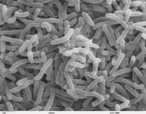 bacterias vibrio cholerae